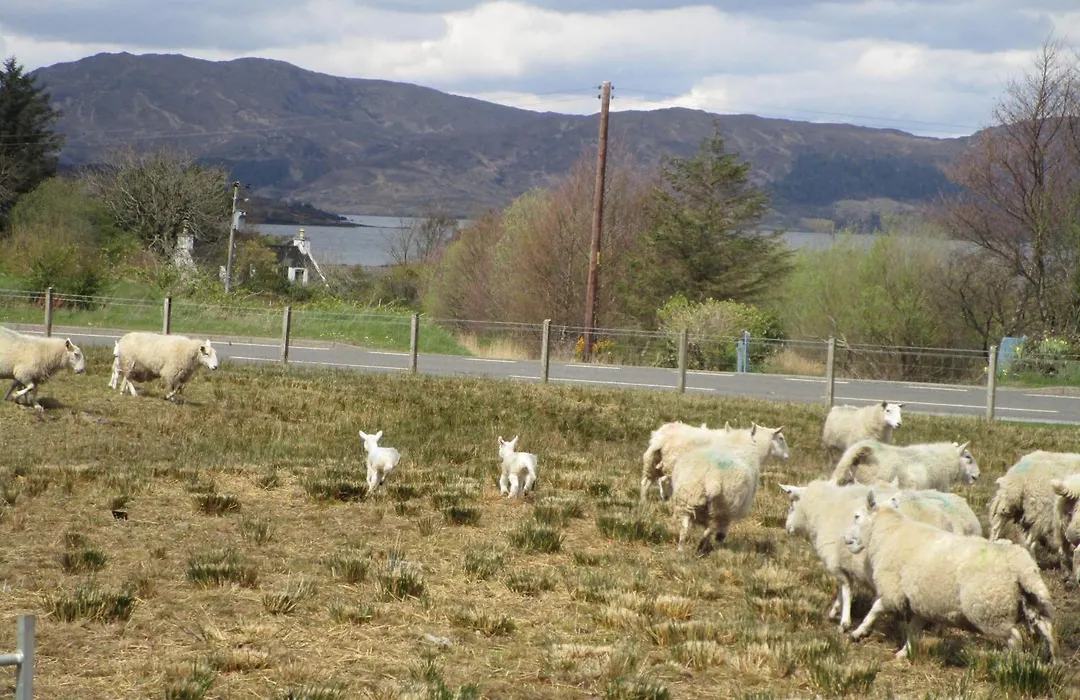 Scorrybreac B&B-1